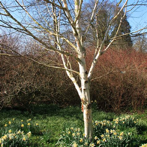 buy premium quality betula pendula  dutch bulbs