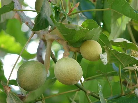 Candlenut Tree | Hawaiian Plant Life