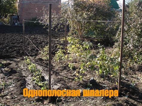 Шпалера для ежевики: опора своими руками, подвязка, фото