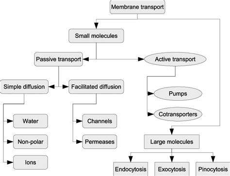 2 Membrane Transport Mechanisms Download Scientific Diagram