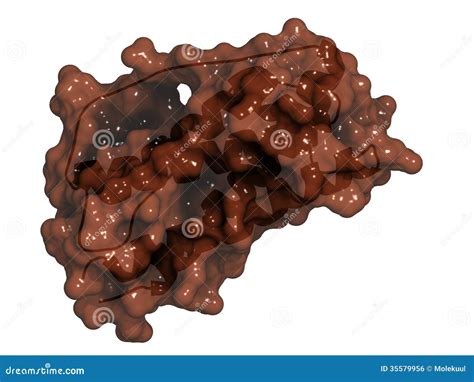 Granulocyte Colony Stimulating Factor Gcsf Filgrastim Molecul