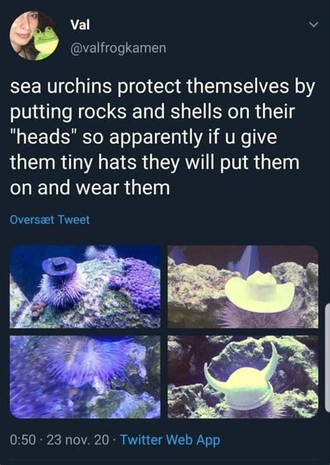 Art Is Anal Cheese Bedtimememes