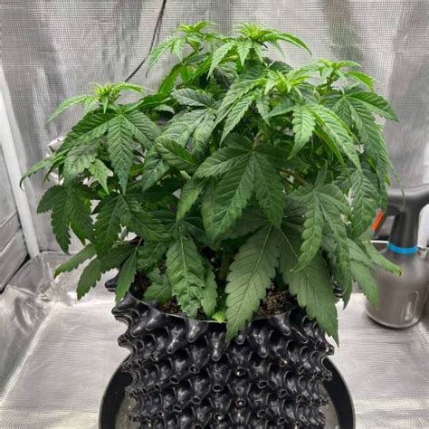 Royal Queen Seeds Critical Grow Diary Journal Week4 By Growingkitten