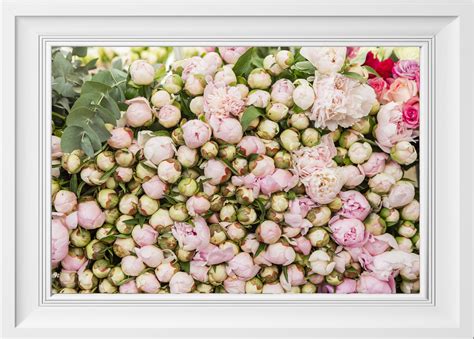 Pale Pink Peonies, Print — Parisian Moments