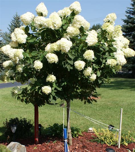 Question: How should a Hydrangea paniculata 'Limelight' tree be pruned ...