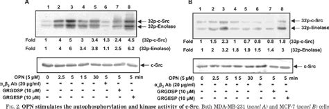 Figure 2 From Osteopontin Induces AP 1 Mediated Secretion Of Urokinase