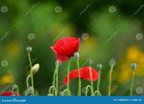 A Flor Bonita De Rhoeas Papoila Comum Do Papaver Milho Aumentou