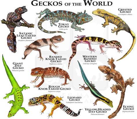 geckos   world poster print etsy hong kong