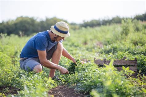 Nuovo Bando Ismea 2018 Per Giovani Agricoltori Incentivi Per 70 Milioni