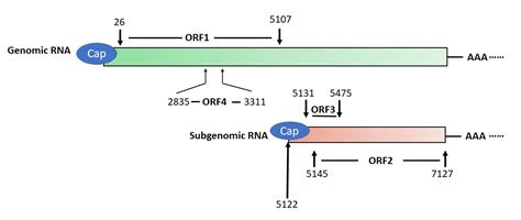 Viruses Free Full Text Advances In Hepatitis E Virus Biology And