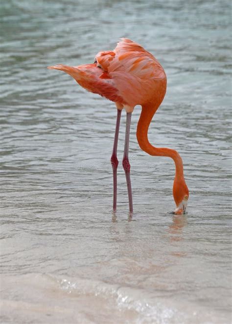 Flamingo on Flamingo Beach, Aruba Stock Photo - Image of beach, seabird
