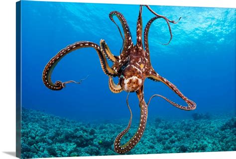 hawaii day octopus great big canvas