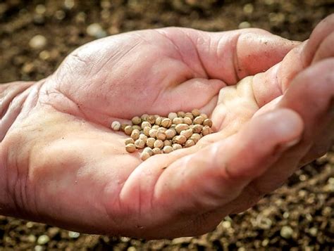 Des Conseils Pour R Cup Rer Les Graines Des L Gumes Fruits Et Fleurs