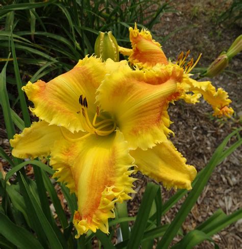 OAK HILL DAYLILIES - PINS AND NEEDLES