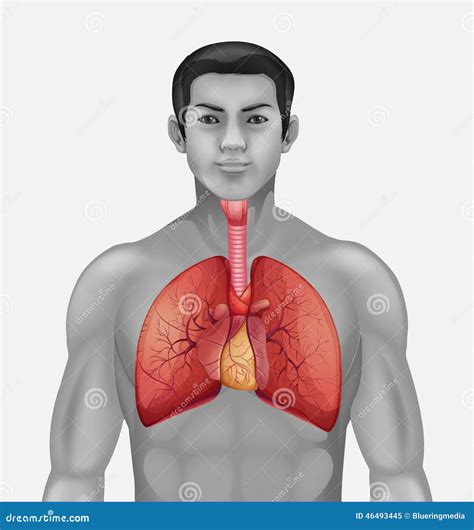 SA Nodes In The Heart Or Sinoartial Node Royalty-Free Stock Photo