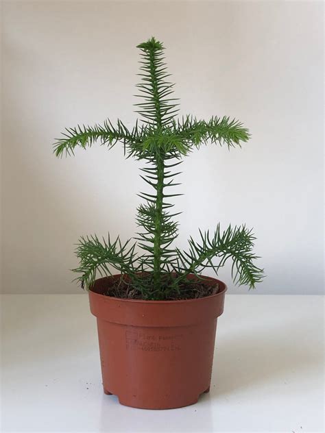 Norfolk Island Pine – Araucaria heterophylla | Indoor Evergreen Tree