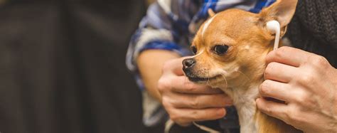 How Far Away Can A Dog Hear A Dog Whistle