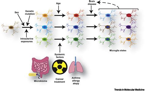 Microglia as dynamic cellular mediators of brain function - PMC
