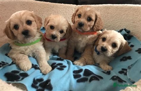 Beautiful Cavachon Puppies For Sale In Carmarthen Pets4homes