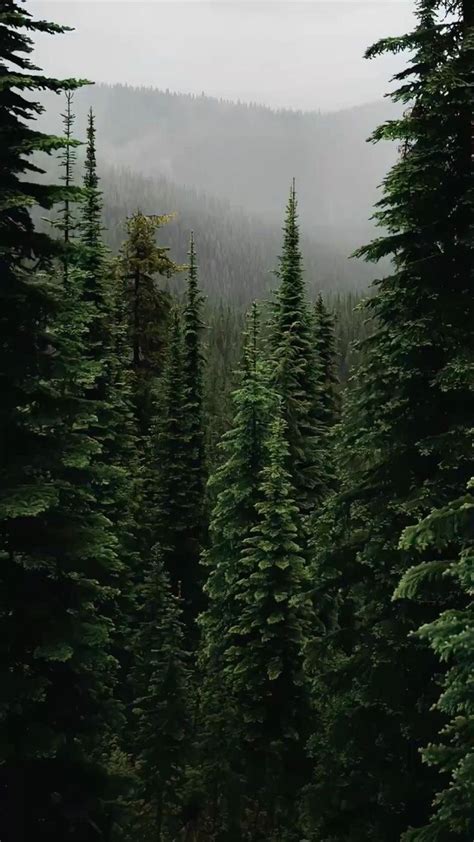 Обои с живописным пейзажем леса и гор