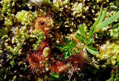 sundew  grumby ephotozine