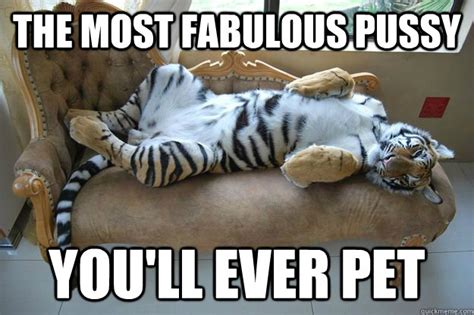 Fabulous Pussy Memes Quickmeme