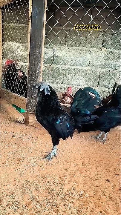 دجاج ايام سيماني الاسوددجاج اندونيسي اصلي 🎉 دجاجلمبرجيني Youtube