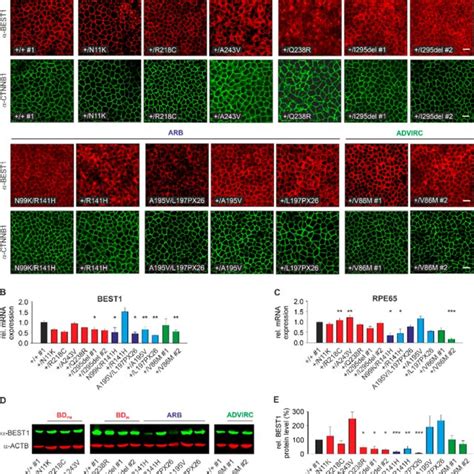 Classification of BEST1 mutations. | Download Scientific Diagram