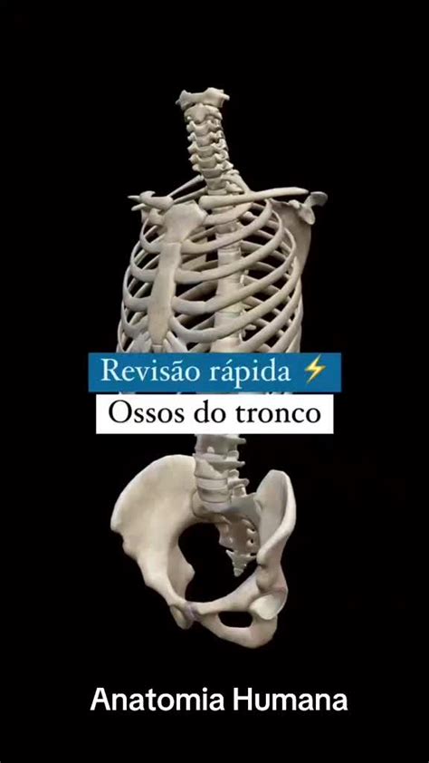 O Que É Tronco Do Corpo Humano - Ossos Do Tronco Anatomia Do Sistema Esqueltico Corpo Humano