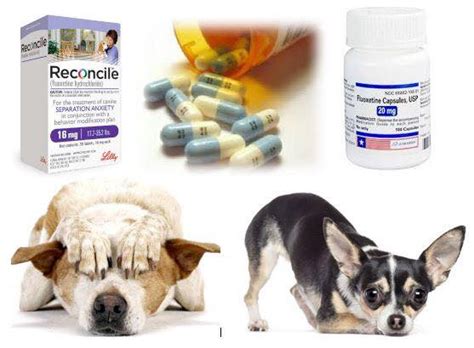 Antidepressiva für Katzen und Hunde: Ein Milliardengeschäft mit Zukunft ...