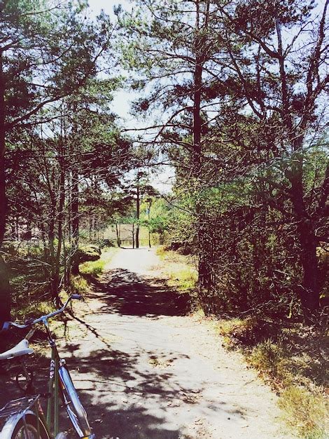 Premium Photo Bicycle Parked On Street Amidst Trees