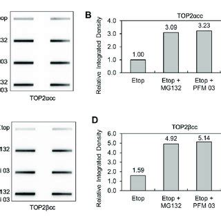 MRE11 inhibitors do not enhance levels of covalent complexes upon ...