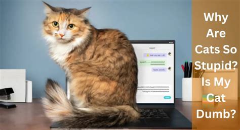 Why Are Cats Called Pussy Cats Pussy Cat Origin LearnAboutCat