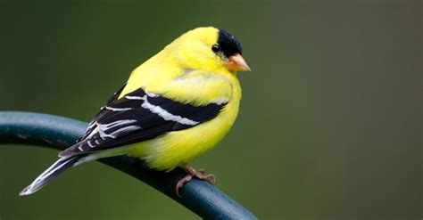 10 Fascinating Facts The American Goldfinch Lyric Wild Bird Food