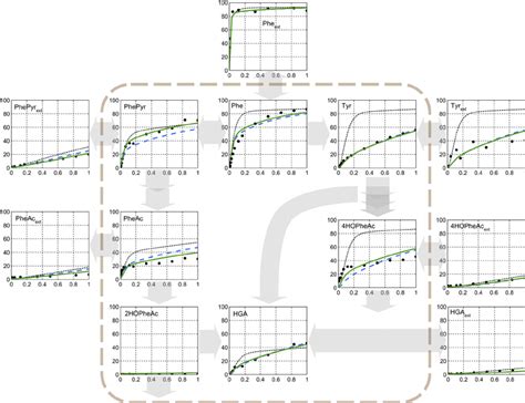 Measured And Calculated 13 C Enrichment Of Intra And Extracellular