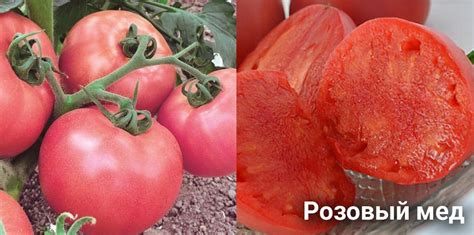 Низкорослые томаты: ТОП-27 лучших сортов - для теплицы и открытого ...