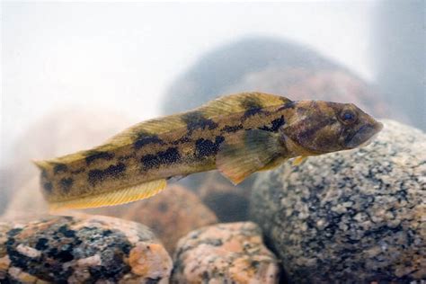 Бельдюга: фото рыбы, рецепты, польза и вред