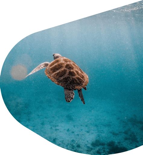 Sea Turtle Aesthetic Wallpapers200+ Backgrounds 🐢🌊