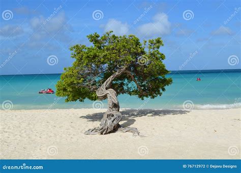 Divi Divi Tree Standing on Eagle Beach Stock Photo - Image of island ...