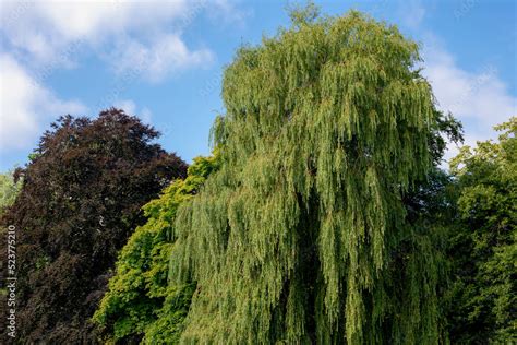 Selective Focus Green Leaves Of Pendulous Branchlets In Summer Salix