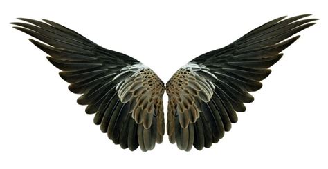How Did Birds Get Their Wings Bacteria May Provide A Clue Say