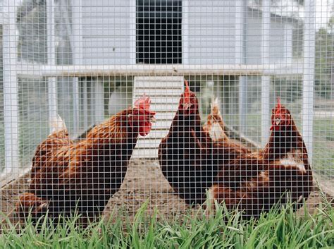 Chicken Farming Demand On The Rise In Sa Farming South Africa