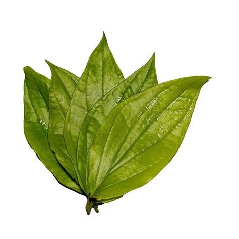 Green Chanothi Abrus Precatorius Pan Leaves Grade A Grade At Rs 370