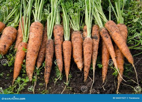 Fresh Carrots Stock Image Image Of Fresh Healthy Vegetable 54431527