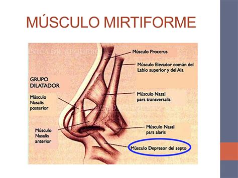 Clase Miologia De Cabeza Faciales Pdf