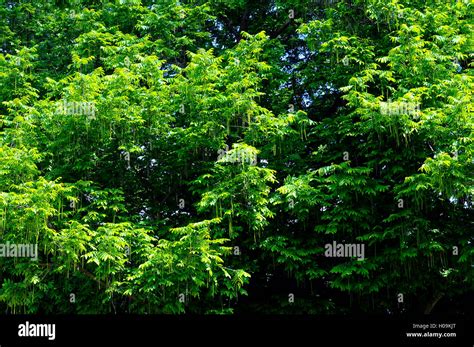 background  green foliage   tree  texture stock photo alamy