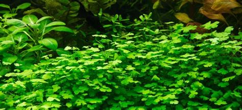 Гидрокотила трипартита: в аквариуме, содержание, размножение, фото