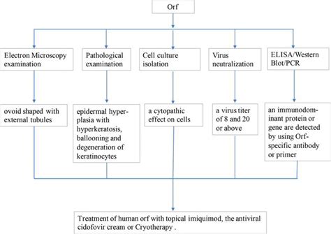 Orf Virus A New Class Of Immunotherapy Drugs Intechopen