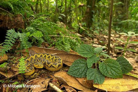 Reptile World Matildas Horned Viper Atheris Matildae