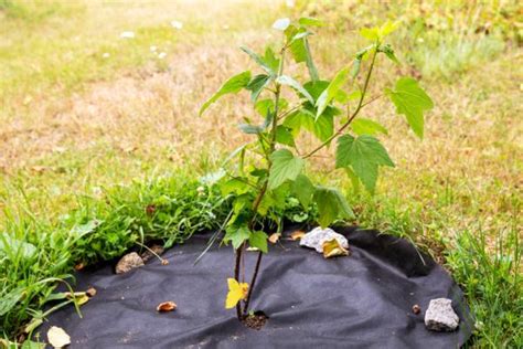 C Mo Eliminar Las Malas Hierbas Sin Herbicidas Y De Forma Natural